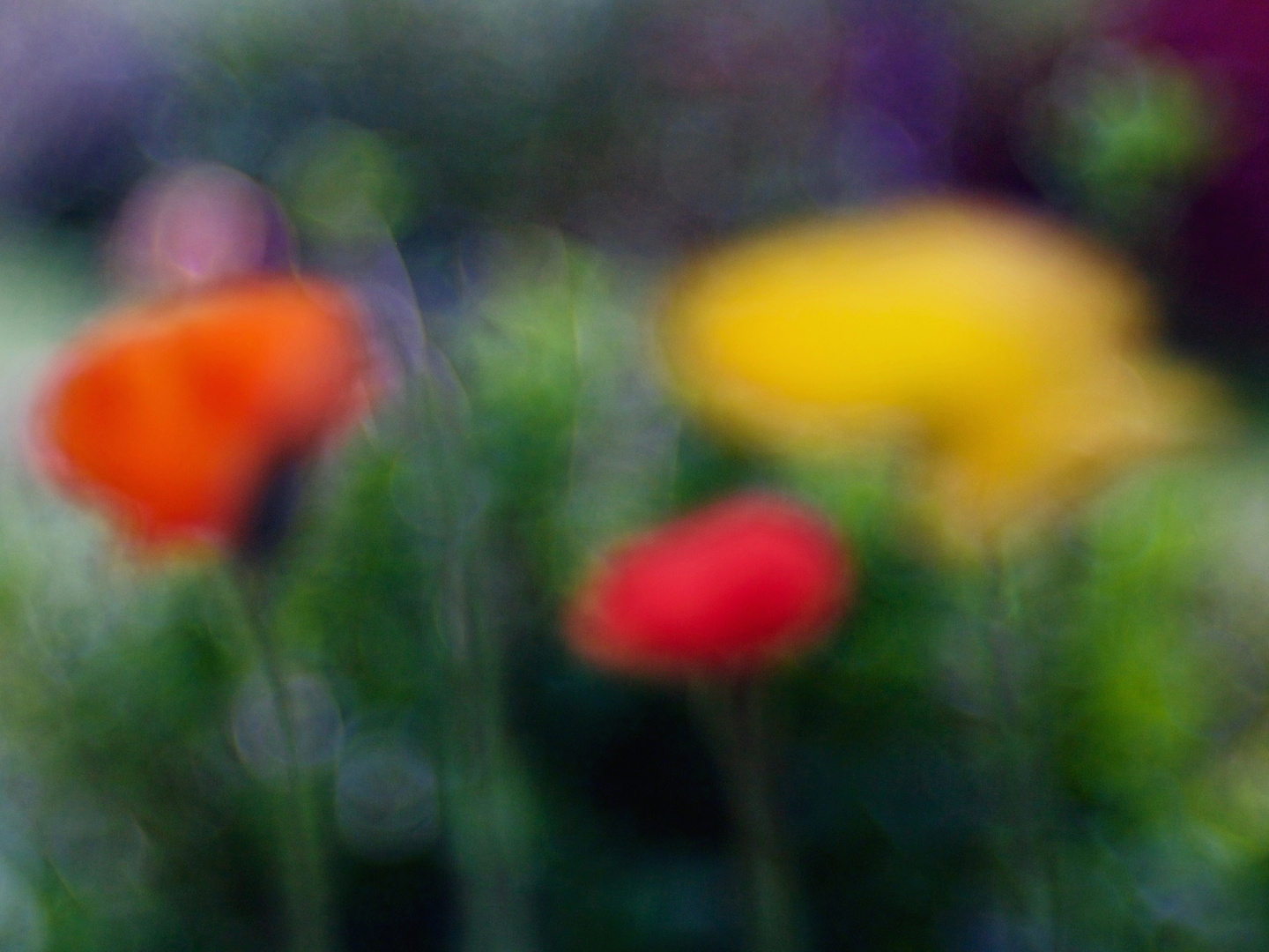 Botschafter aus dem Garten