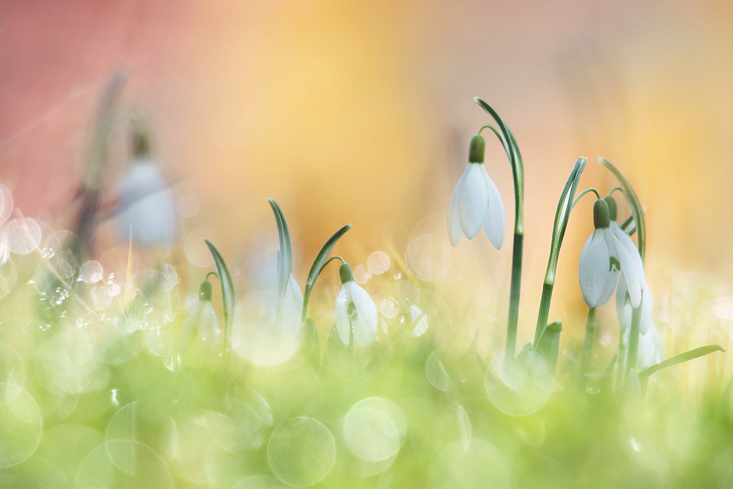 Botschafter des Frühlings