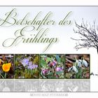 Botschafter des Frühlings