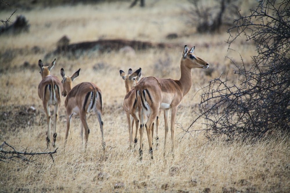 Botswana 1