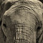 Botswana 2021 Elefant - ganz nah / ganz groß