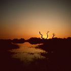 Botswana - Abendstimmung am Okavango - 1993 (1)