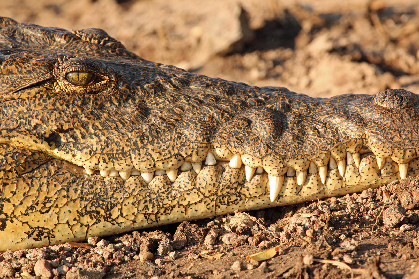 Botswana - Chobe 1