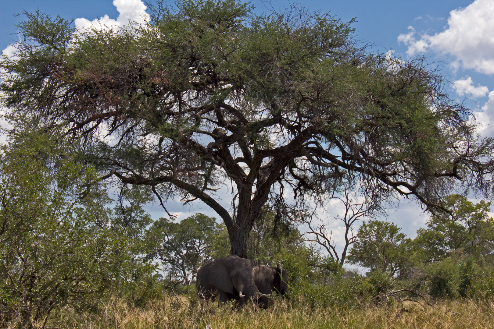 Botswana - Chobe Nationalpark (1)