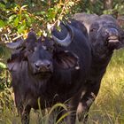 Botswana - Chobe Nationalpark (12)