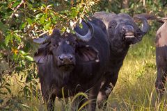 Botswana - Chobe Nationalpark (12)