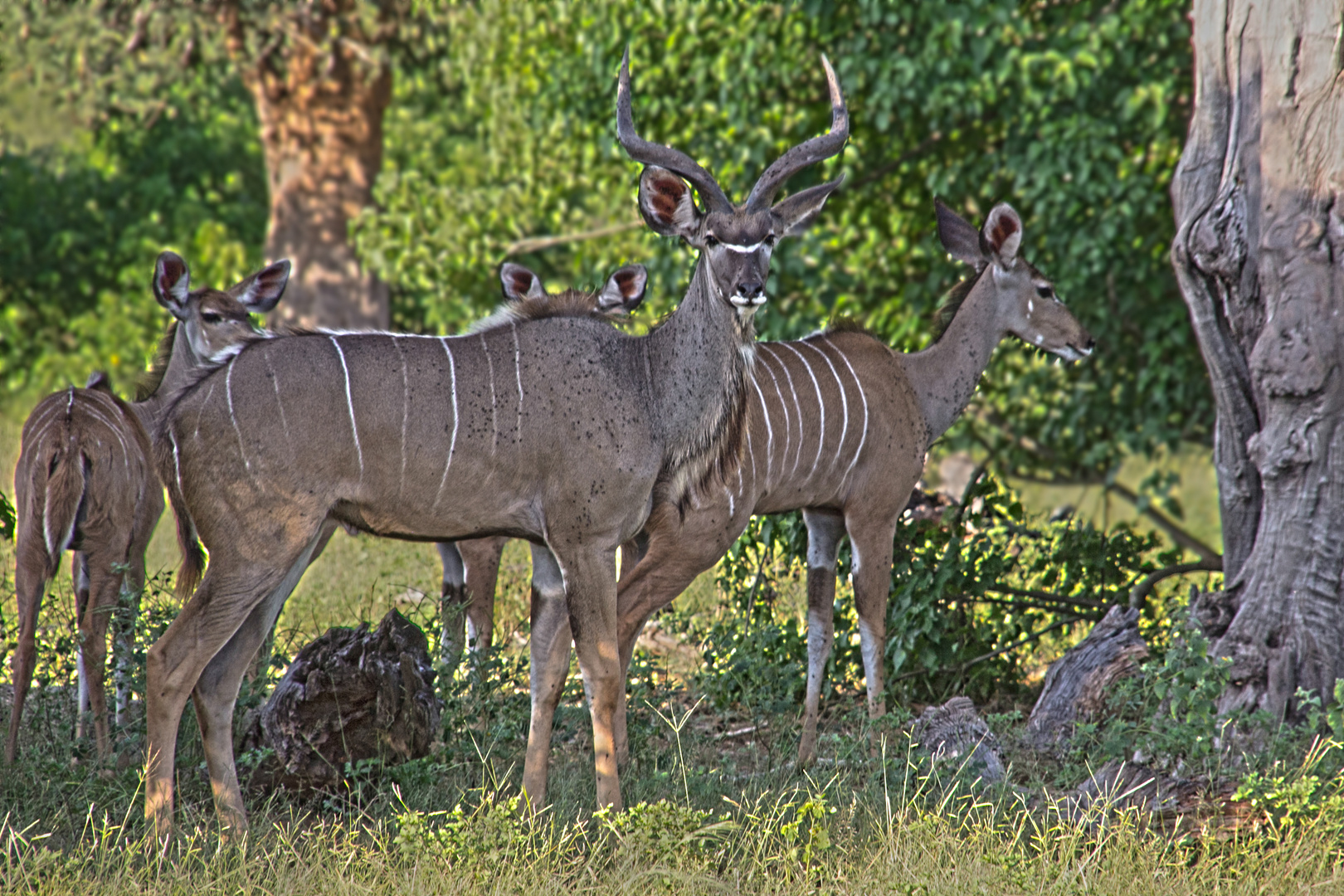 Botswana - Chobe Nationalpark (13)