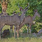 Botswana - Chobe Nationalpark (13)