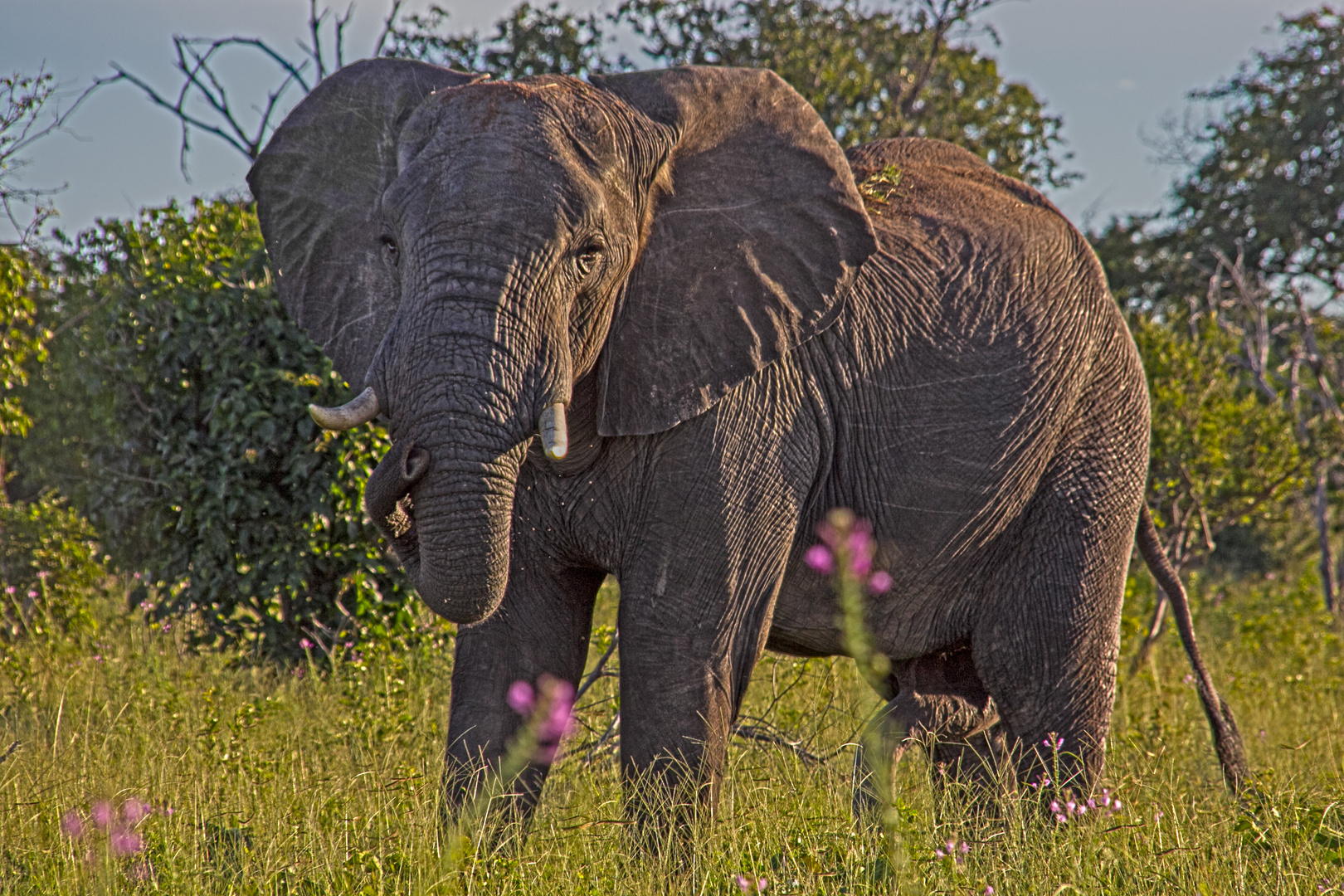 Botswana - Chobe Nationalpark (14)