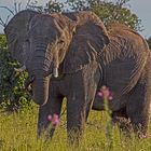 Botswana - Chobe Nationalpark (14)