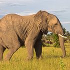 Botswana - Chobe Nationalpark (15)