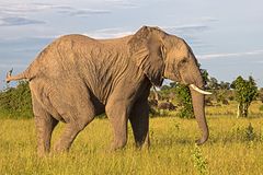 Botswana - Chobe Nationalpark (15)