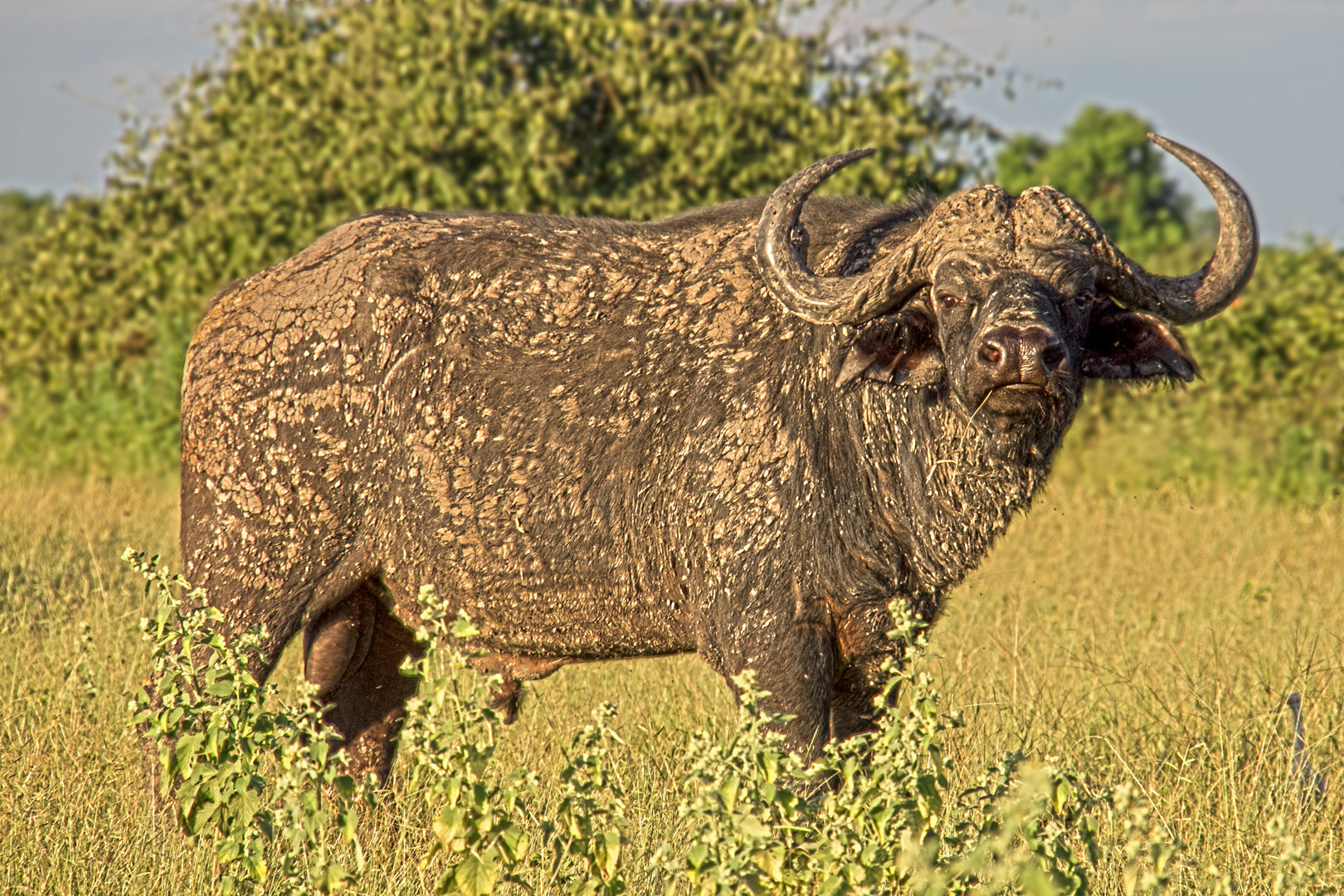 Botswana - Chobe Nationalpark (16)