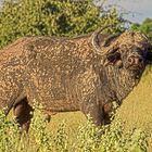 Botswana - Chobe Nationalpark (16)