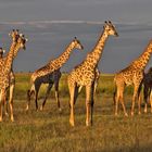 Botswana - Chobe Nationalpark (17)