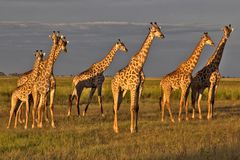 Botswana - Chobe Nationalpark (17)