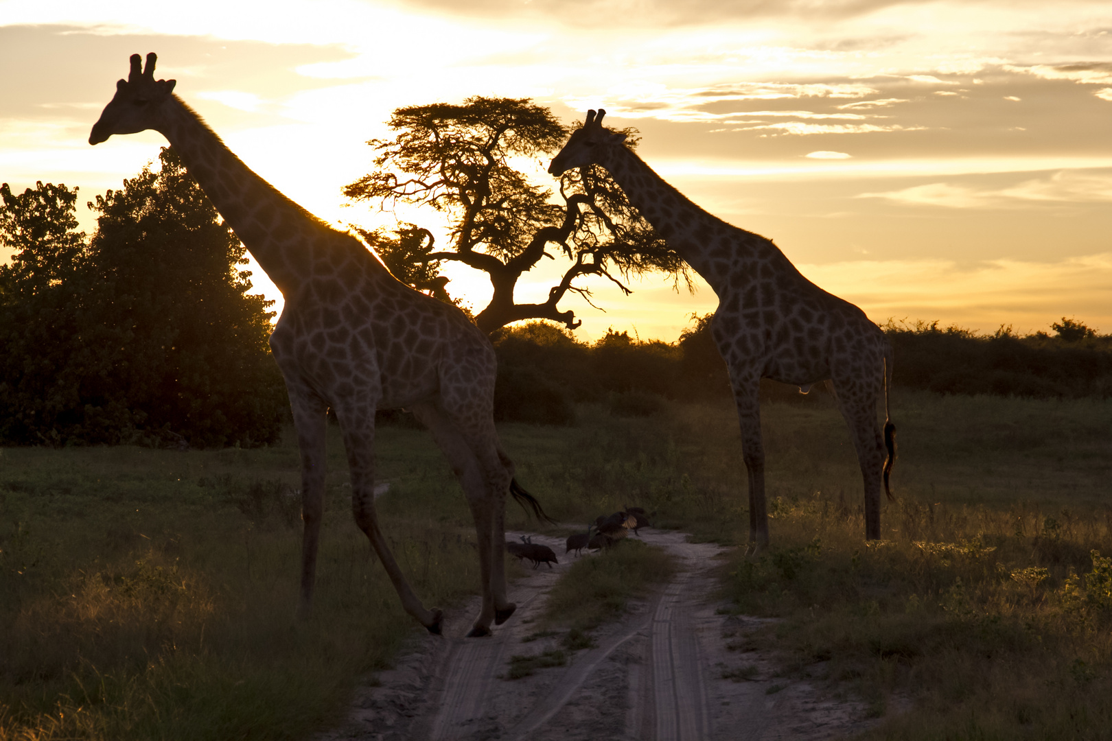 Botswana - Chobe Nationalpark (18)