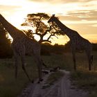 Botswana - Chobe Nationalpark (18)