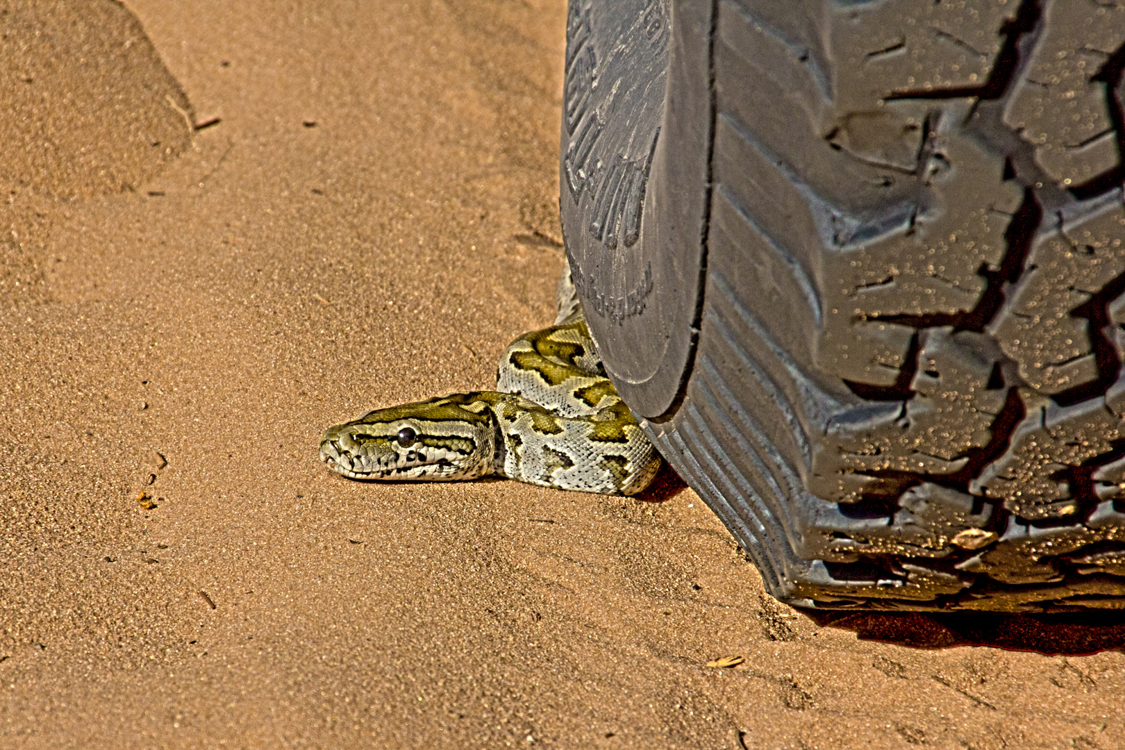 Botswana - Chobe Nationalpark (2)