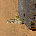 Botswana - Chobe Nationalpark (2)