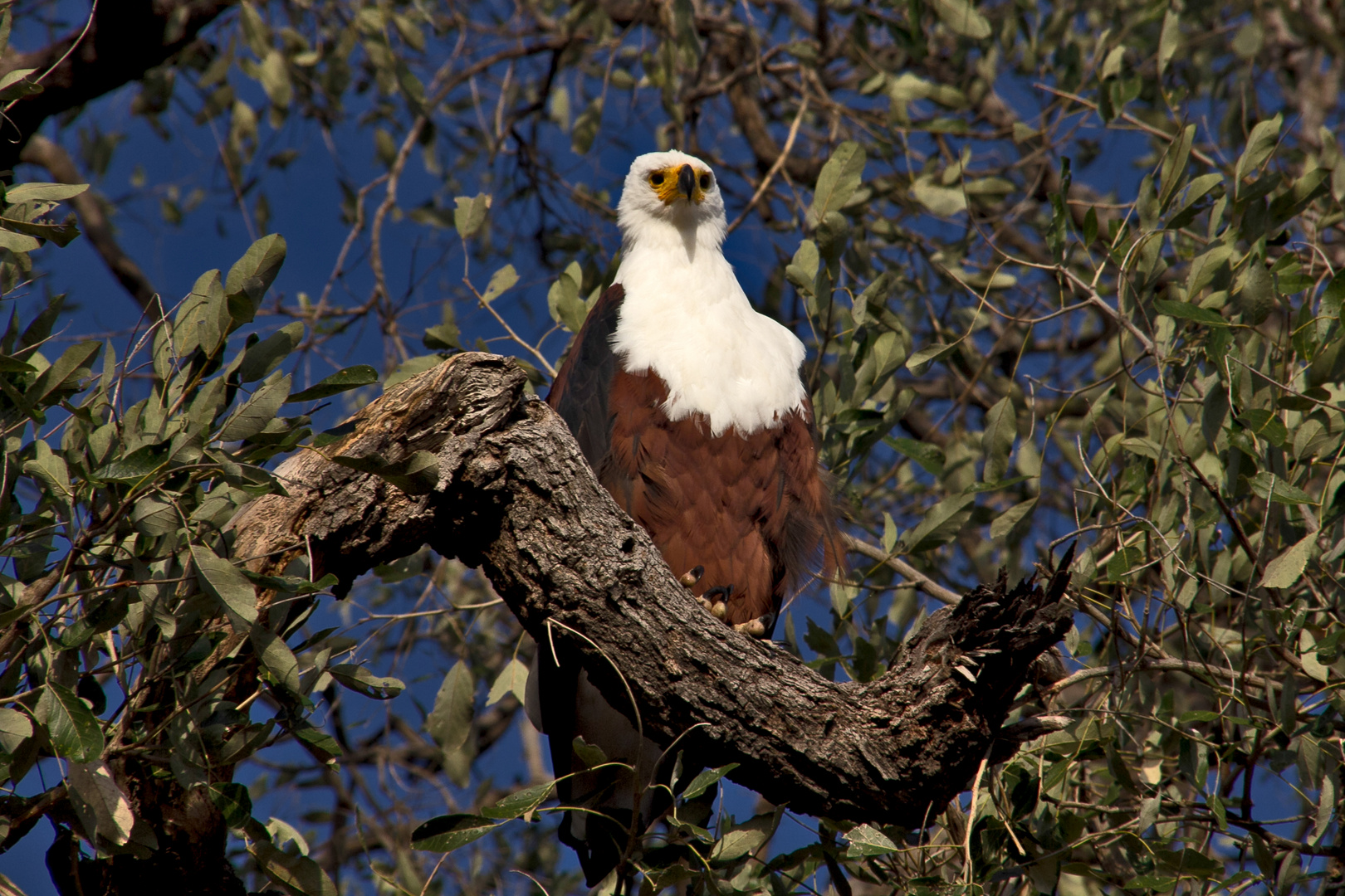 Botswana - Chobe Nationalpark (20)