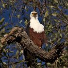 Botswana - Chobe Nationalpark (20)