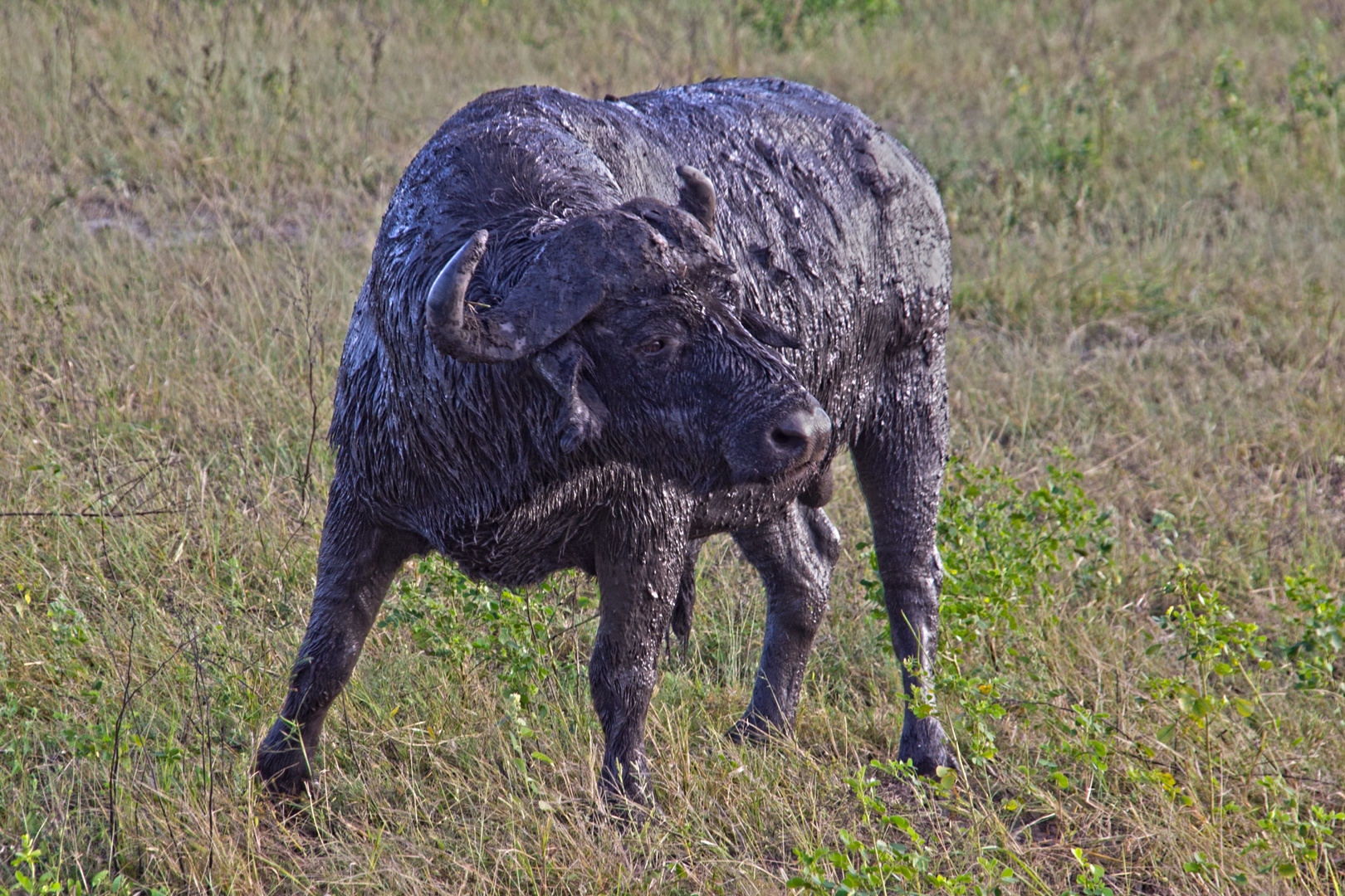 Botswana - Chobe Nationalpark (21)