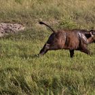 Botswana - Chobe Nationalpark (22)