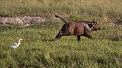 Botswana - Chobe Nationalpark (22)