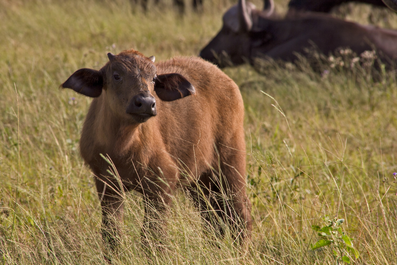 Botswana - Chobe Nationalpark (23)