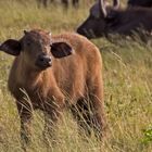 Botswana - Chobe Nationalpark (23)