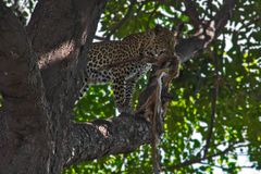 Botswana - Chobe Nationalpark (26)