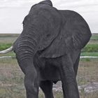 Botswana - Chobe Nationalpark (29)