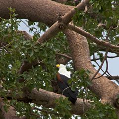 Botswana - Chobe Nationalpark (3)