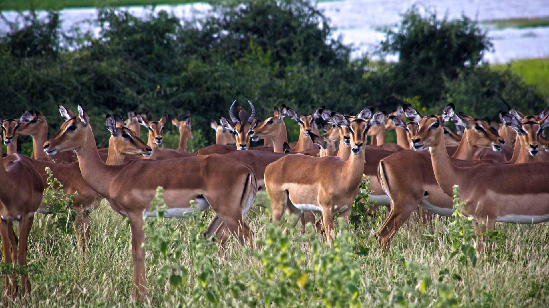 Botswana - Chobe Nationalpark (30)