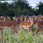 Botswana - Chobe Nationalpark (30)