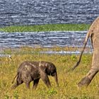 Botswana - Chobe Nationalpark (32)