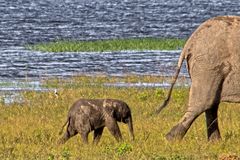 Botswana - Chobe Nationalpark (32)