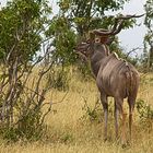 Botswana - Chobe Nationalpark (4)