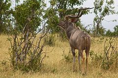 Botswana - Chobe Nationalpark (4)