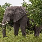 Botswana - Chobe Nationalpark (7)