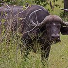 Botswana - Chobe Nationalpark (8)