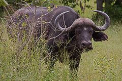 Botswana - Chobe Nationalpark (8)