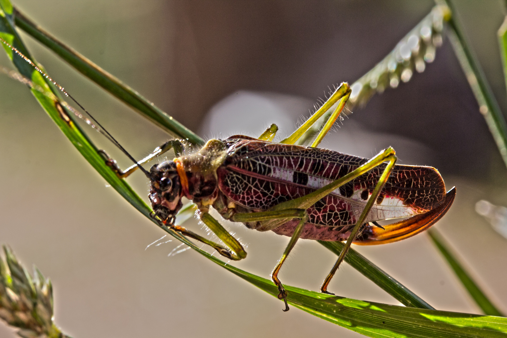 Botswana - Chobe Nationalpark (9)