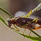 Botswana - Chobe Nationalpark (9)