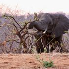 Botswana, Chobe Nationalpark