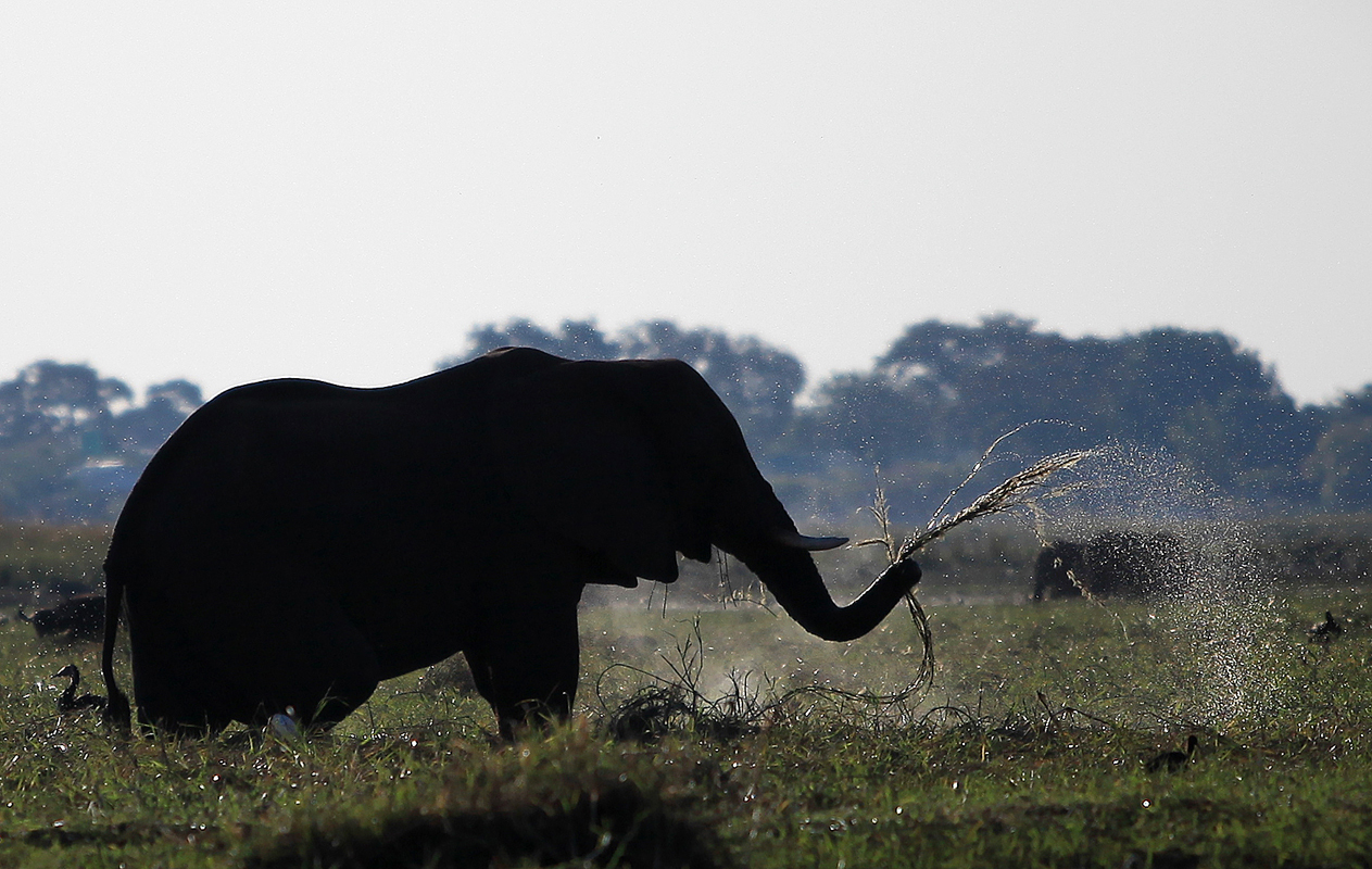 Botswana Chobe Nationalpark Elefant