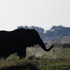 Botswana Chobe Nationalpark Elefant