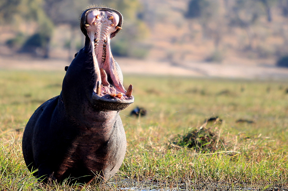 Botswana Chobe Nationalpark Nilpferd