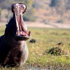 Botswana Chobe Nationalpark Nilpferd